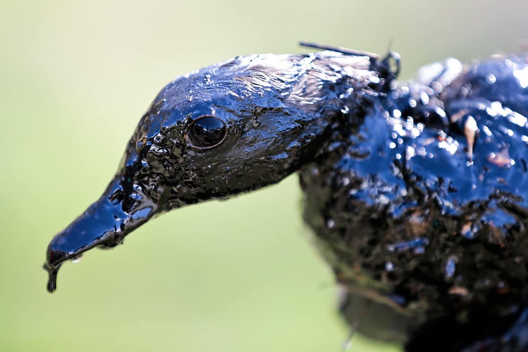 Ave contaminada por un derrame de petróleo en Estados Unidos