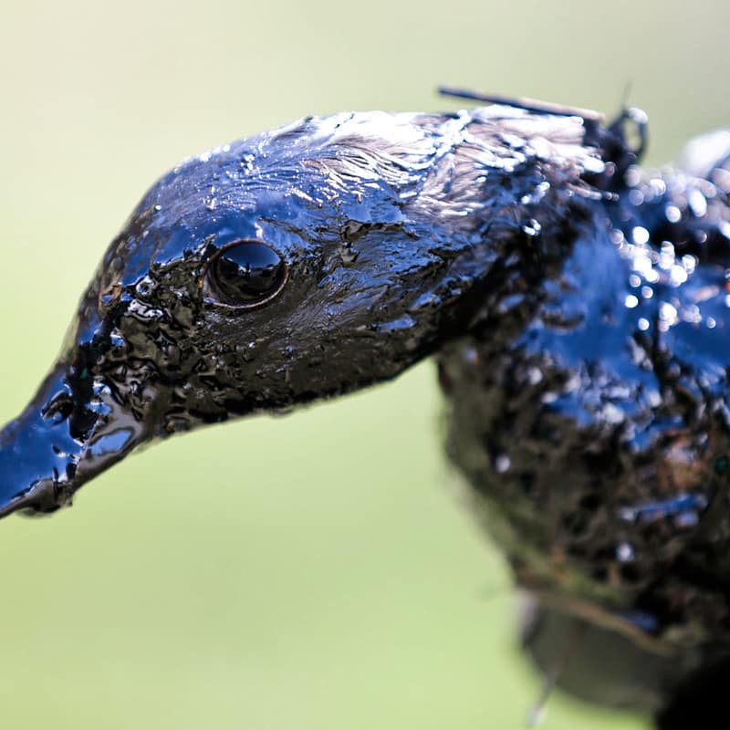 Ave contaminada por un derrame de petróleo en Estados Unidos